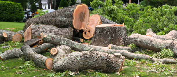 How Our Tree Care Process Works  in  Swift Trail Junction, AZ