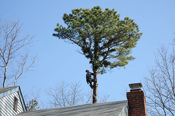 Reliable Swift Trail Junction, AZ Tree Care Solutions